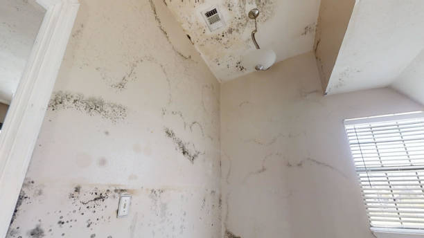 Best HVAC Mold Inspection and Cleaning  in Manasquan, NJ