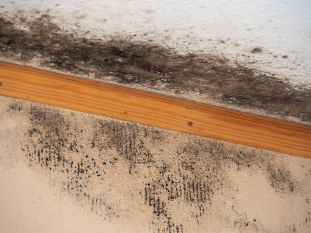 Best Water Damage & Mold Remediation  in Manasquan, NJ