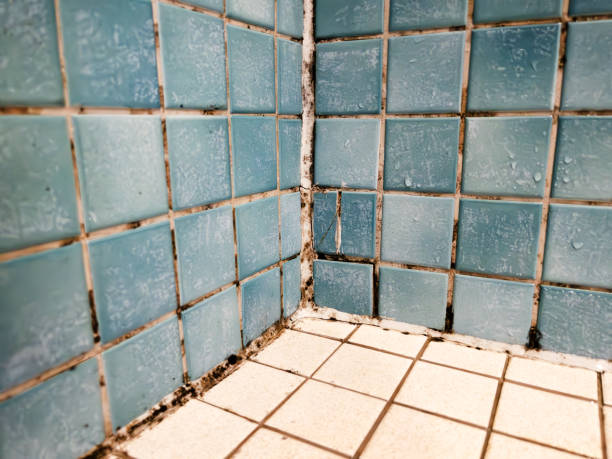 Best Forensic Mold Investigation  in Manasquan, NJ