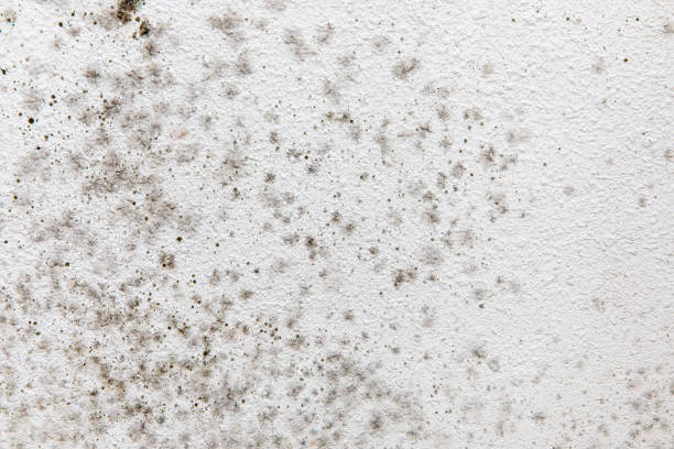 Forensic Mold Investigation in Manasquan, NJ