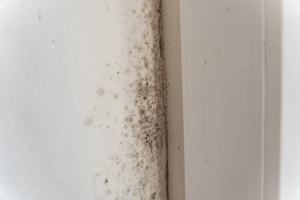 Best Basement Mold Removal  in Manasquan, NJ