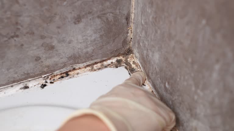 Manasquan, NJ Mold Removal Company